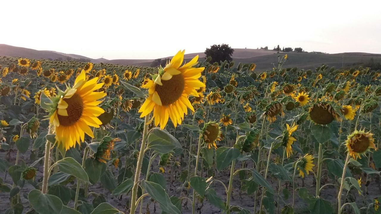 Willa Casa Dei Borghi Murlo Zewnętrze zdjęcie